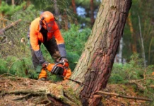 Tree Removal in Cheshire: Safe Tips for Homeowners